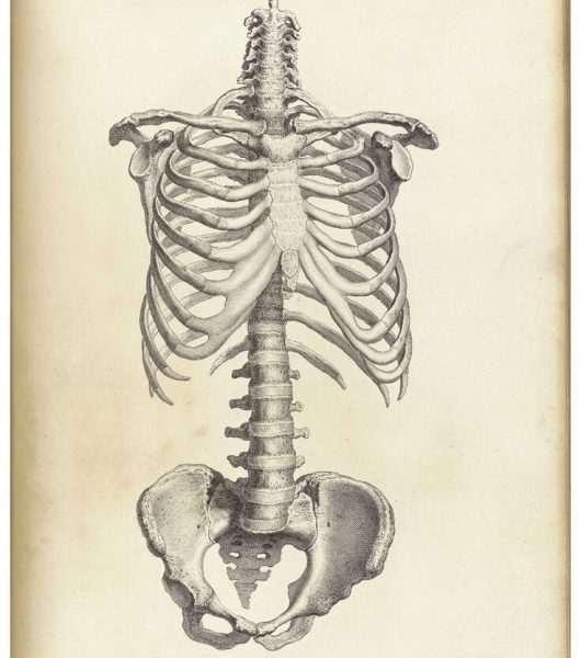 anatomie-lombaire anatomie-lombaire
