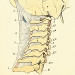 cervicales-post