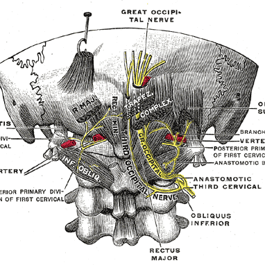 migraine-nerveuse migraine-nerveuse