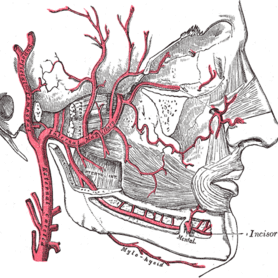 migraine-vasculaire migraine-vasculaire