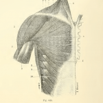 epaule