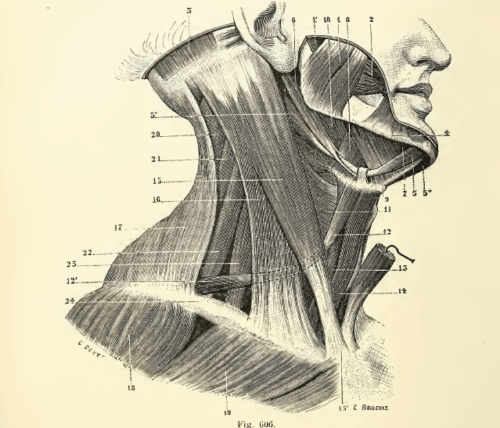 Osteopathy-Neck