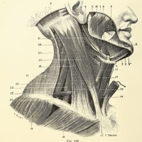 Osteopathy-Neck Osteopathy-Neck