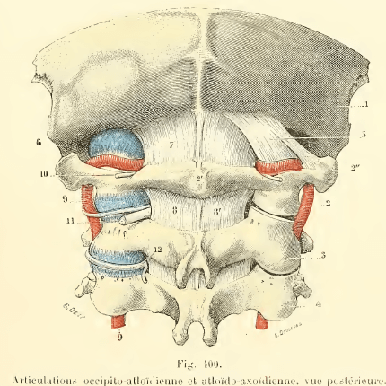 cervicales-hautes cervicales-hautes