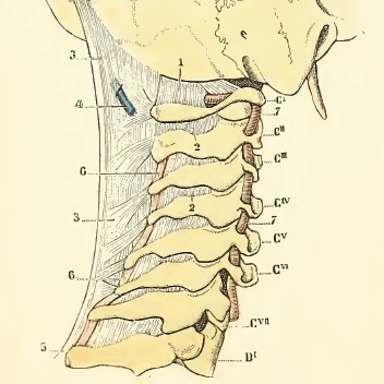 cervicales-post cervicales-post