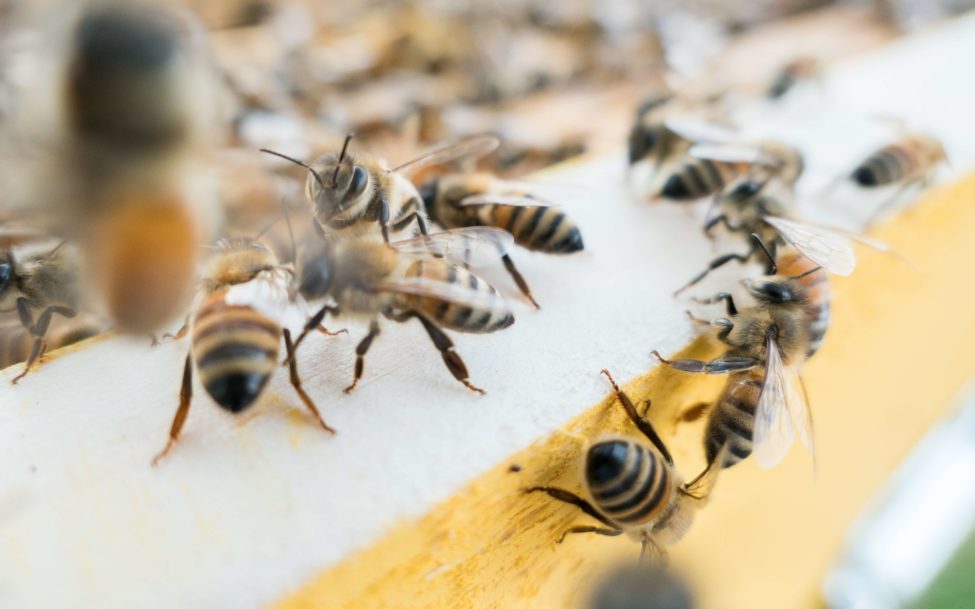 Osteopathy-Tinnitus Osteopathy-Tinnitus