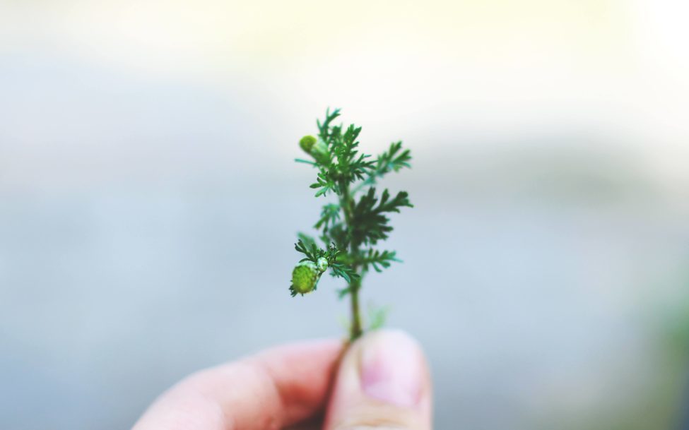 Osteopathy-Visceral Osteopathy-Visceral